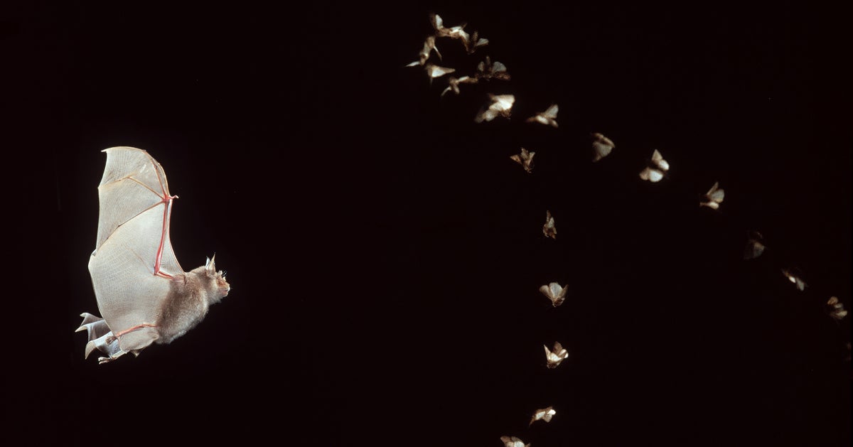 Scientists Discover How Bats Land Upside Down HuffPost Impact
