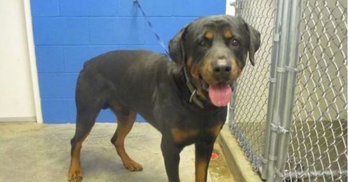 Man Killed By Rottweiler He Adopted Hours Earlier