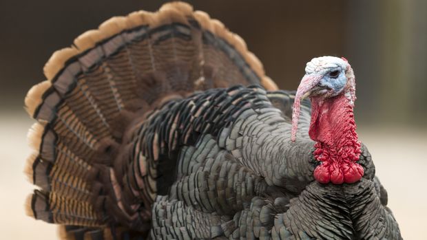 When To Buy Your Turkey Order It Ahead For Thanksgiving