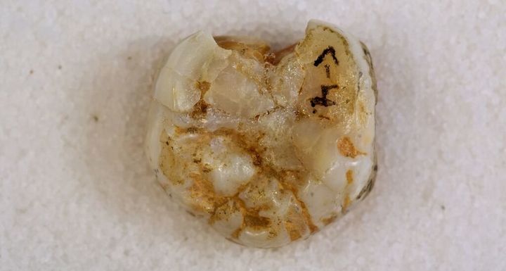 A fossilized molar that once belonged to a Denisova hominin, an extinct species related to us.