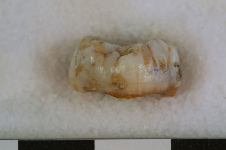 A side-view of the Denisovan molar.