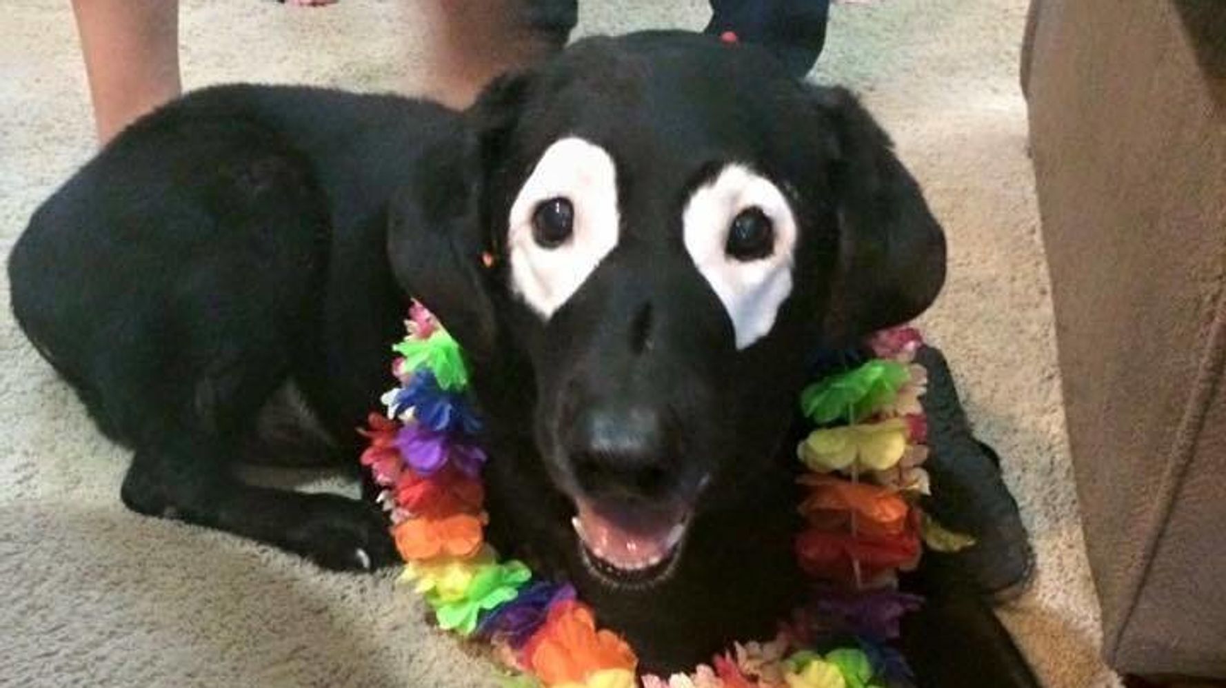 Волшебный француз собака с необычной расцветкой