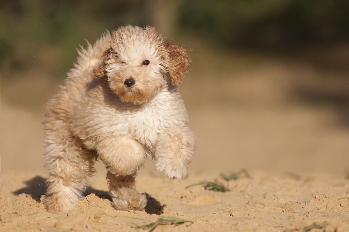 This labradoodle is cute. But he's not hypoallergenic.