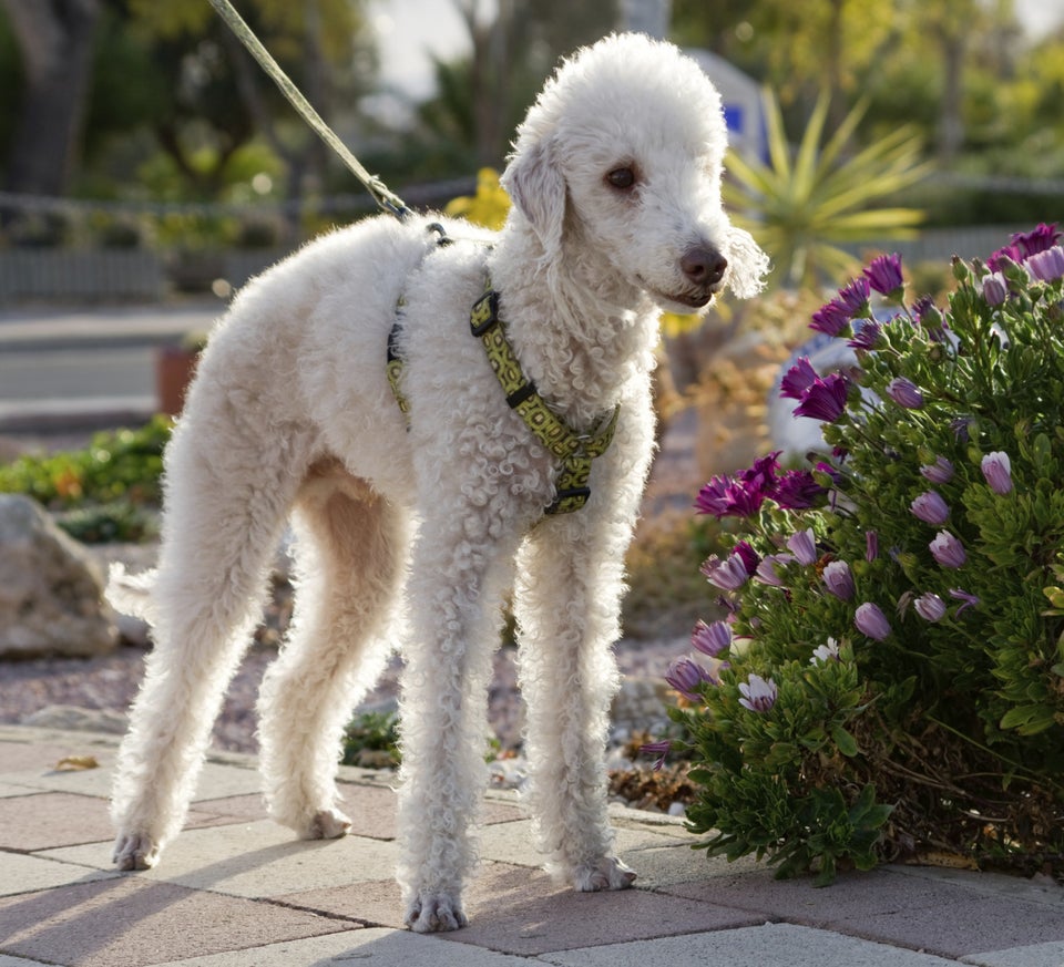 Bedlington Terrier