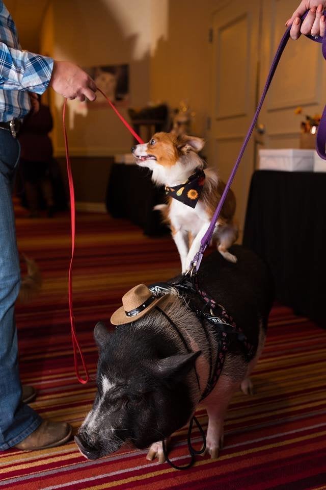 Shelter Pig And Her Dog BFFs Are Inseparable, And Need A ...