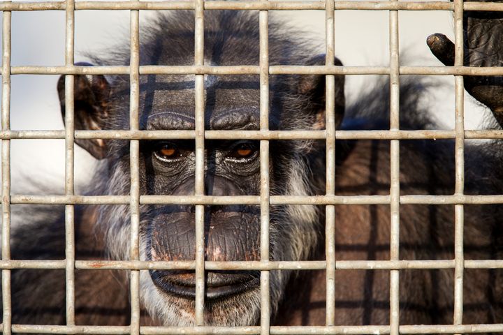 A retired lab chimp looks out of his group enclosure at Chimp Haven in Keithville, Louisiana, on September 30, 2014. The National Institutes of Health announced this week that its last 50 research chimps will be retired and sent to the sanctuary. 