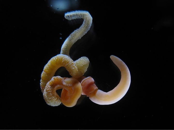 An adult acorn worm with its proboscis on the bottom right and tail on the top left.