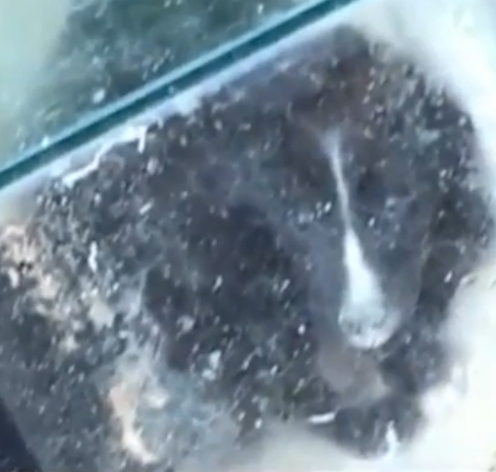 Two puppies were found inside a glass fish tank that was cemented shut.