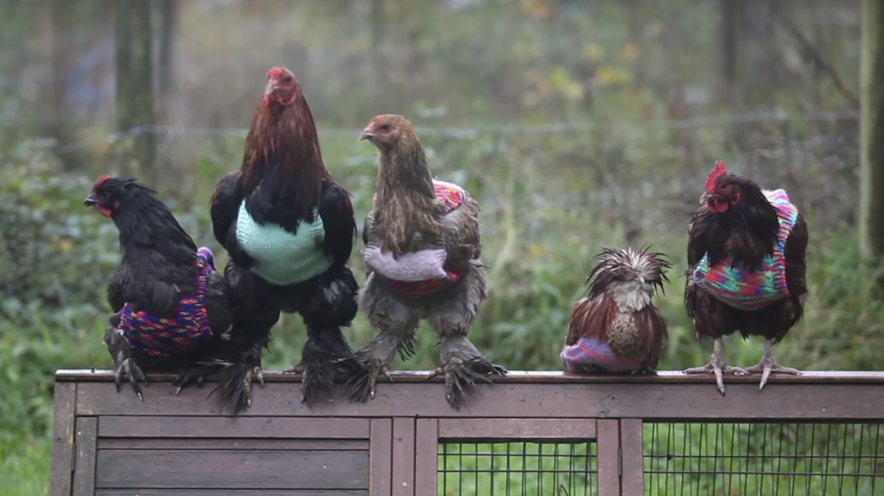 Chooks 2025 warm boots