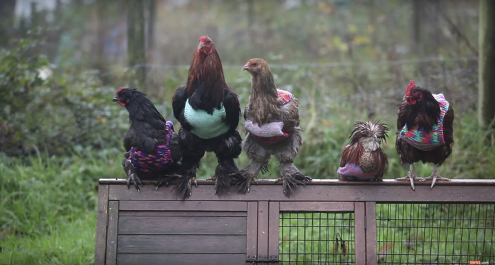 The former battery hens have had trouble adjusting to the cold after spending most of their lives confined to cramped cages.