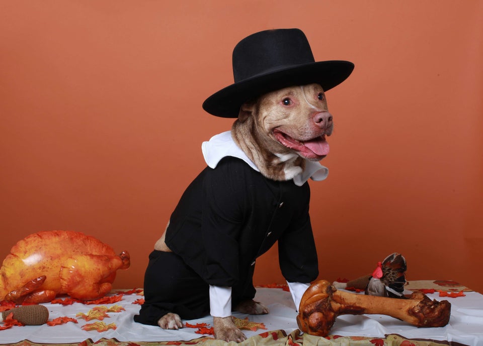 These Dogs Are The Most Fur-bulous Guests At Thanksgiving Dinner ...