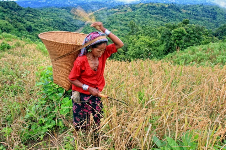 BANDARBAN, BANGLADESH - 2010/09/14: Jhum rice harvest festival in Bandarban - Jhum cultivation also known as slash and burn agriculture, is the process of growing crops by first clearing the land of trees and vegetation and burning them thereafter, the harmful effects of jhum cultivation includes rapid soil erosion due to deforestation of hill tops.