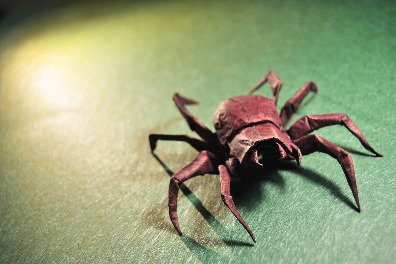 Origami Wolf Spider, design by Brian Chan