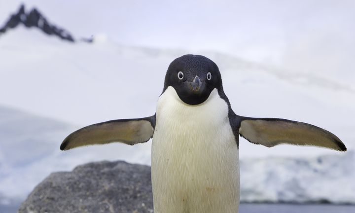 Penguin feathers could help scientists develop new ways to de-ice airplanes.