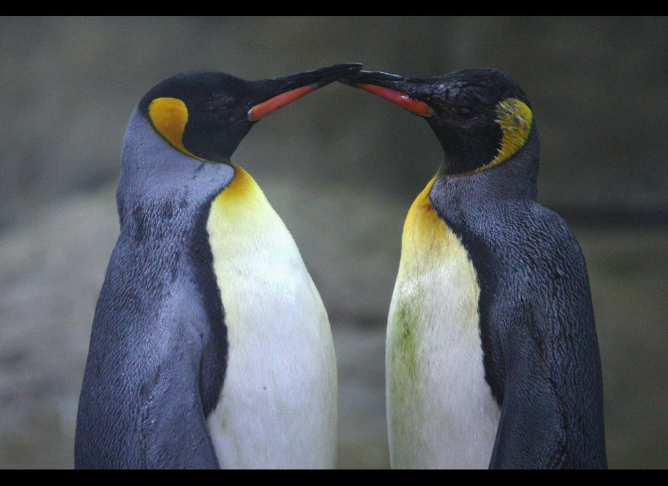 Animals Of Wuppertal Zoo