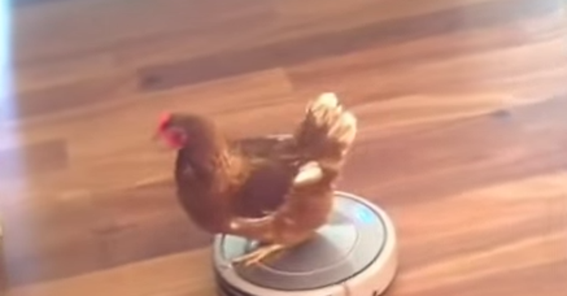Woman Finds Her Funky Chicken Riding A Roomba HuffPost