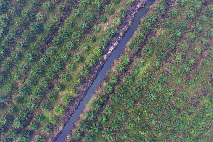 Vegetation grows on a palm oil plantation in this aerial photograph taken in Ogan Komering Ilir, South Sumatra, Indonesia, on