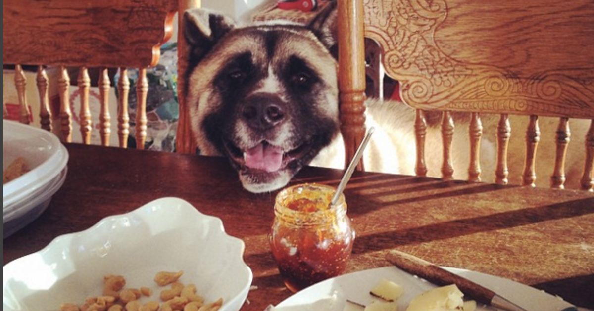 The Best And Worst Thanksgiving Foods To Share With Your Dog