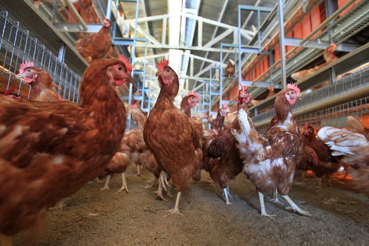 8,000 brown Leghorn and white Leghorn chickens roam about a cage-free aviary system barn at Hilliker's Ranch Fresh Eggs, a family business since 1942, in Lakeview, which has one barn converted to cage-free, Friday, December 19, 2014.