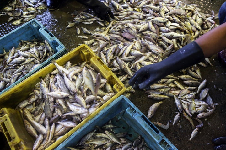 Workers sort fish by its size into baskets at the Talay Thai fish and seafood wholesale market in Mahachai, Samut Sakhon prov