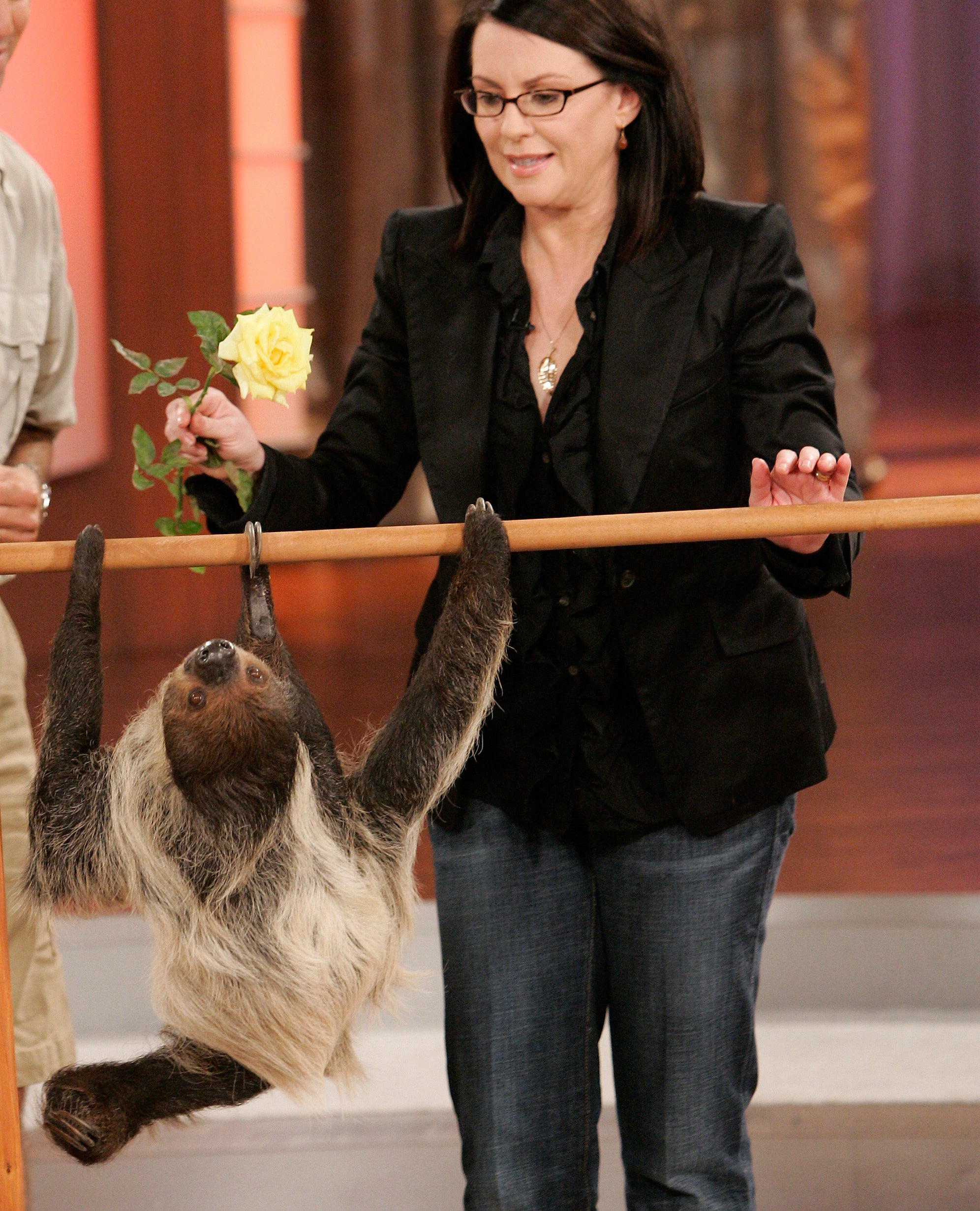 17 Sloths That Look How You Feel On Thanksgiving | HuffPost Entertainment