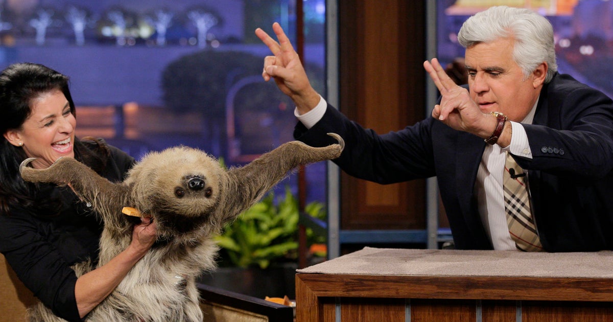 17 Sloths That Look How You Feel On Thanksgiving | HuffPost Entertainment