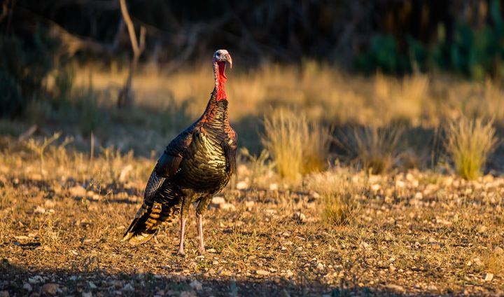 A wild turkey in Rio Grande Valley, South Texas.