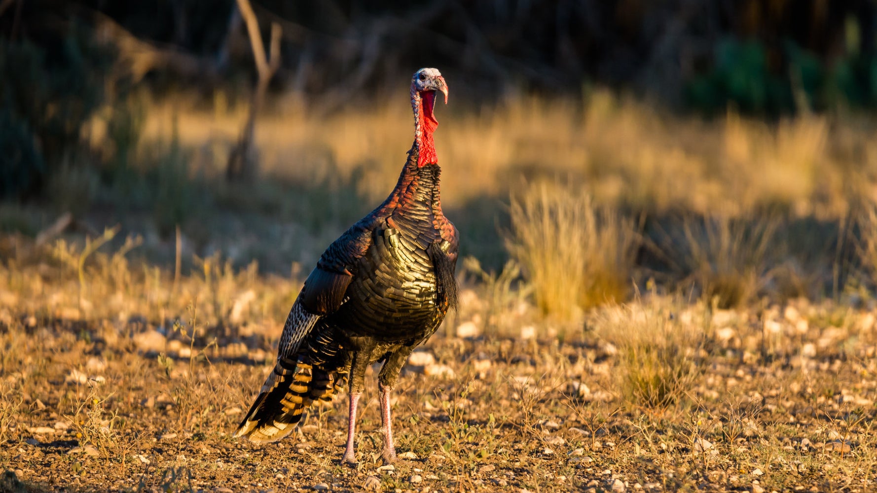 Why Wild Turkeys Hate The Wild HuffPost Impact