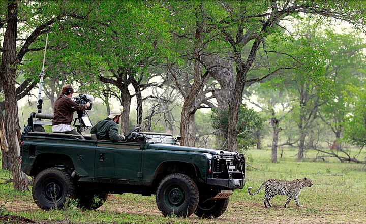 A WildEarth guide and cameraman film Karula, a female leopard, in the Djuma Game Reserve near Kruger National Park.