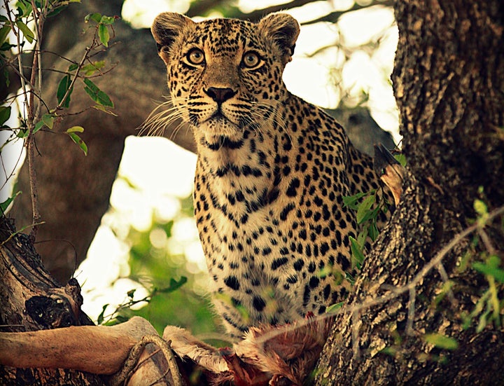 Karula enjoys the remains of an impala, which she hoisted up into a tree.