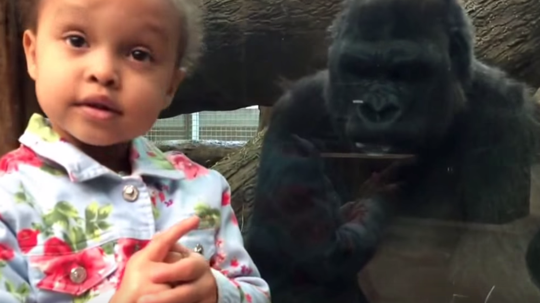 watch-this-gorilla-teach-a-little-girl-how-to-flip-the-bird-huffpost