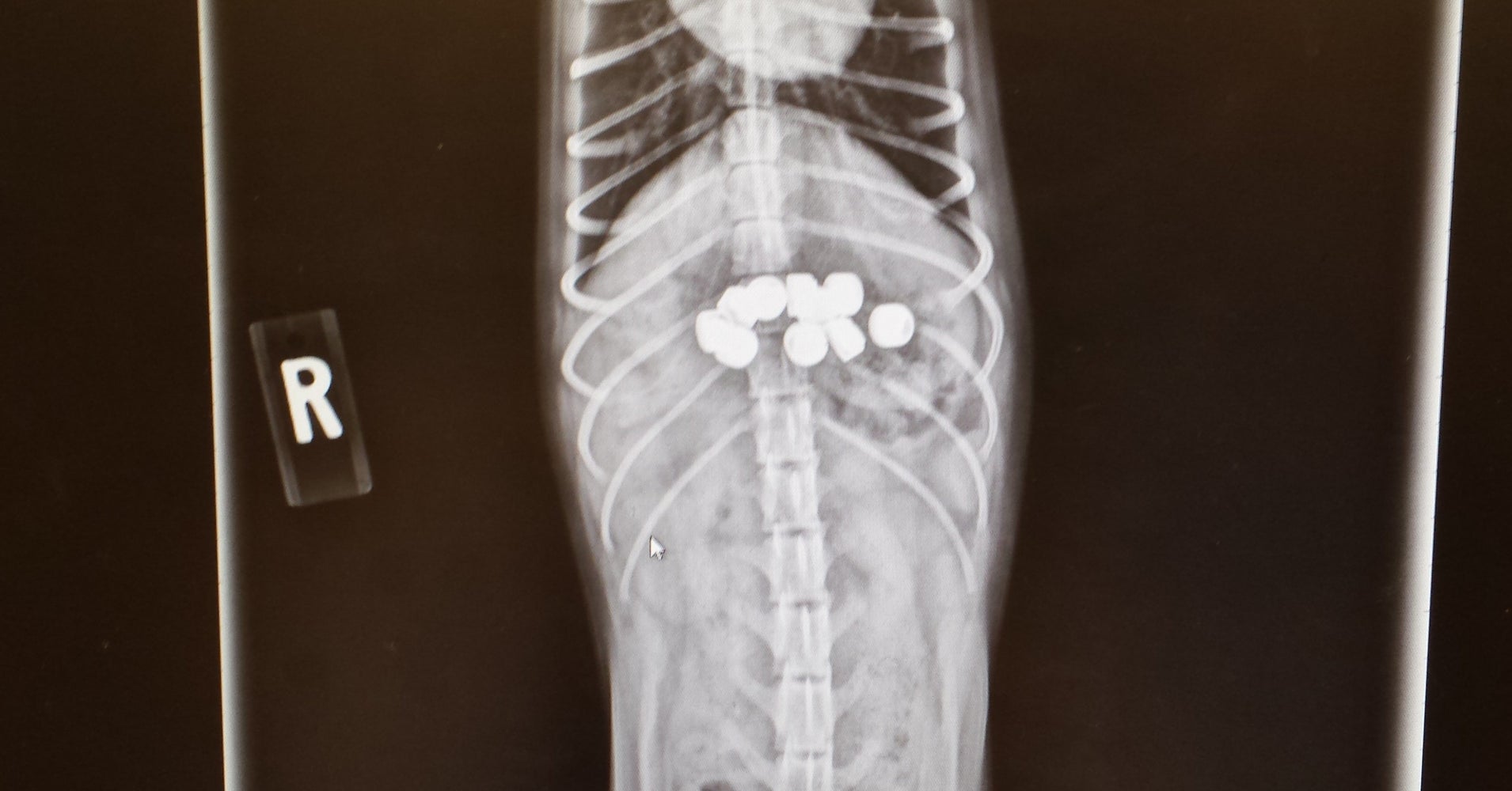 Shocking XRay Reveals How Puppy Chowed Down 10 Batteries HuffPost