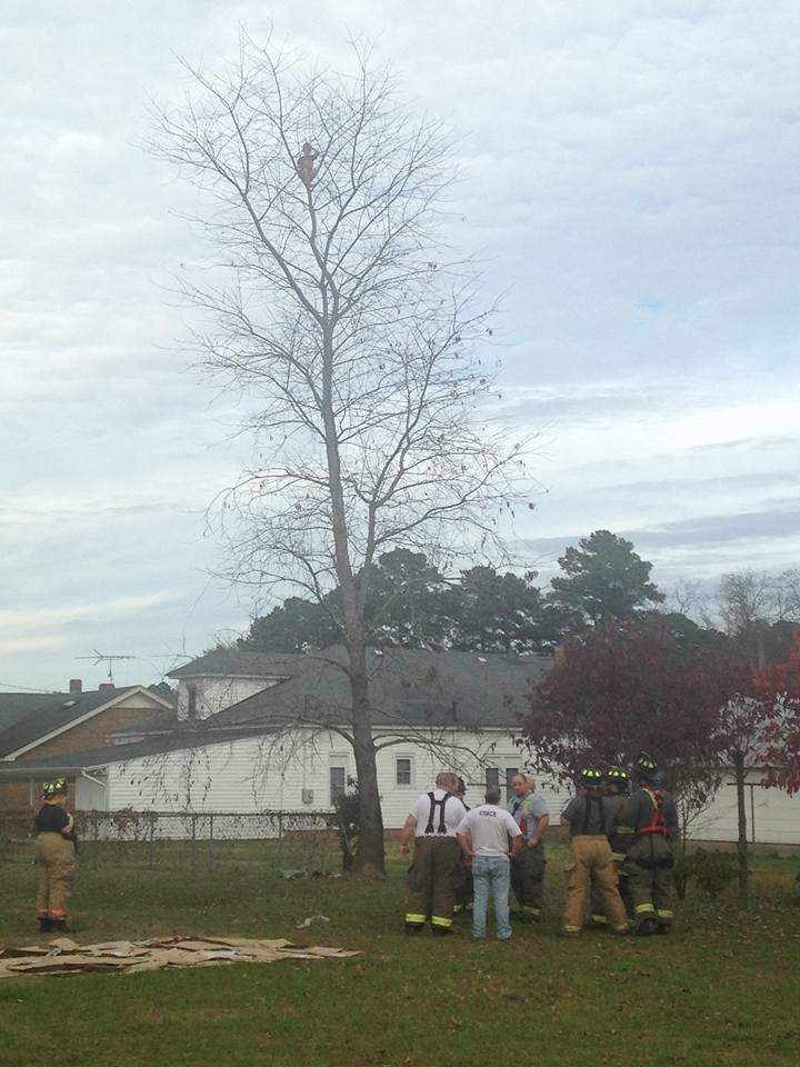 Firefighters are seen converging on how to get a scared 6-year-old boy down from a 50-foot tree on Saturday.