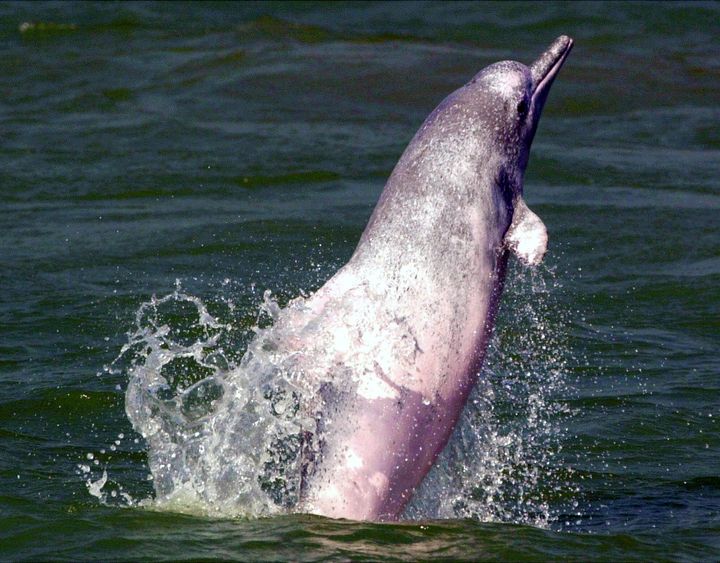 As part of a four-month program, volunteers explained the sad plight of pink dolphins to tourists.
