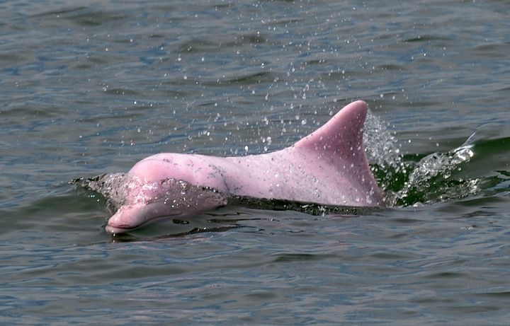 The dolphin population has been in decline for a while because of ferry traffic, overfishing and pollution.