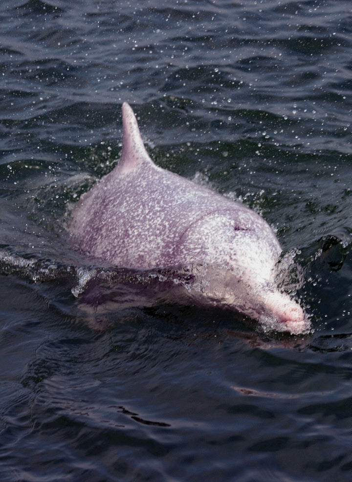 According to the <a href="http://hkdcs.org/dolphins-whales/chinese-white-dolphin/" target="_blank">Hong Kong Dolphin Conserva
