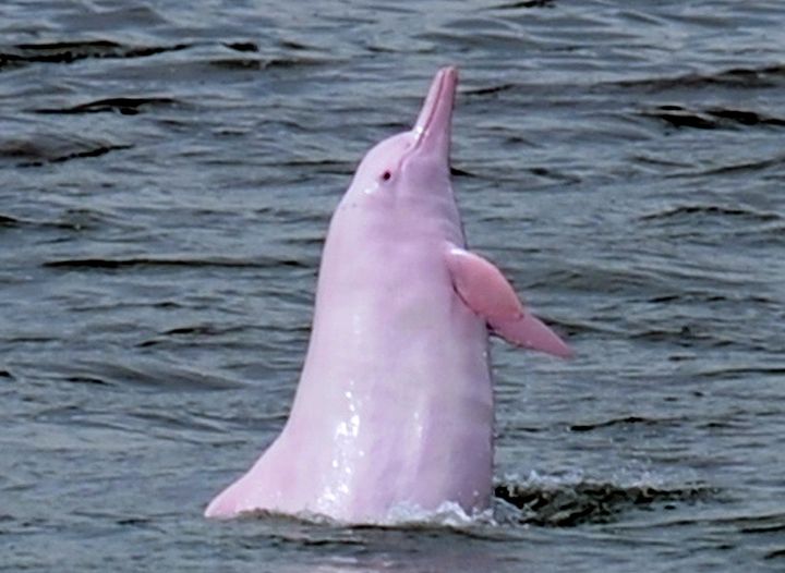 New construction threatens the pink dolphins around Hong Kong.