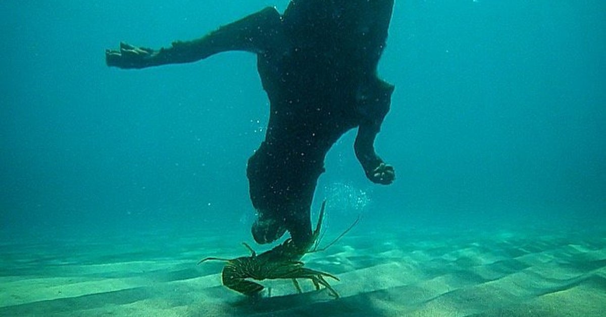 Fearless LobsterFetching Dog Puts Your Pet To Shame HuffPost UK