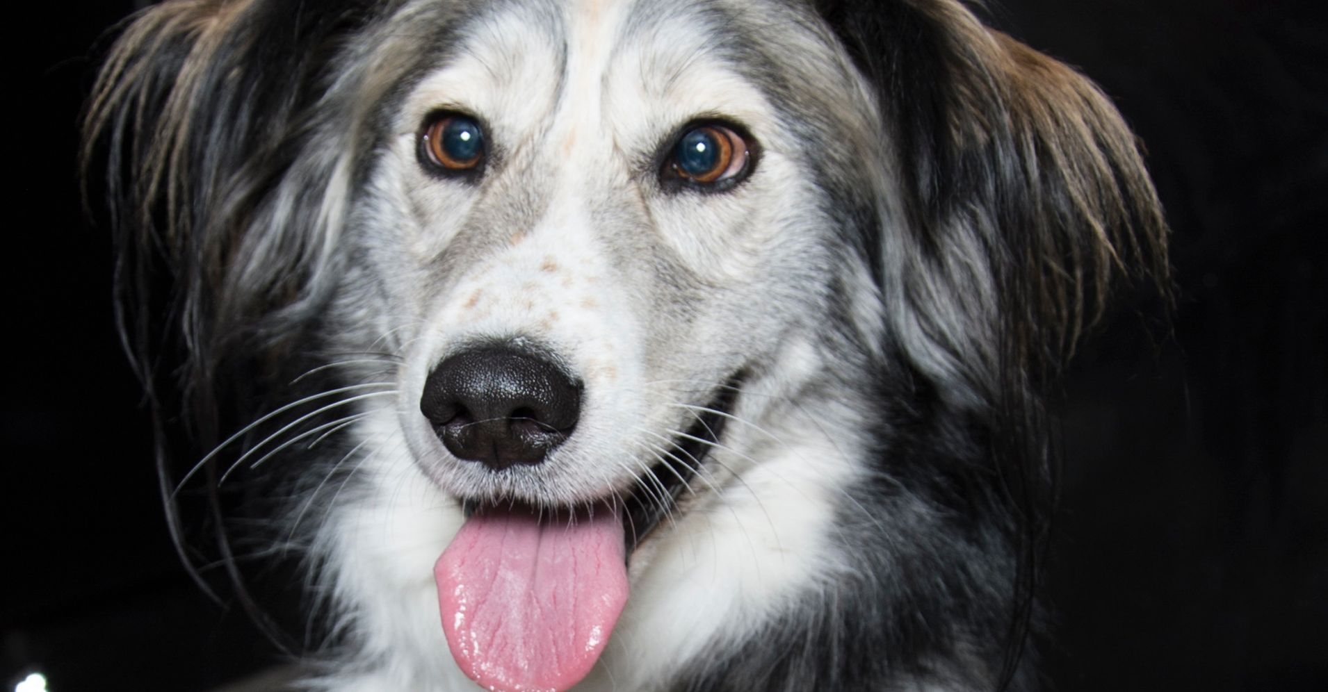 overlooked-cross-eyed-pup-now-sees-why-he-deserves-so-much-love-huffpost