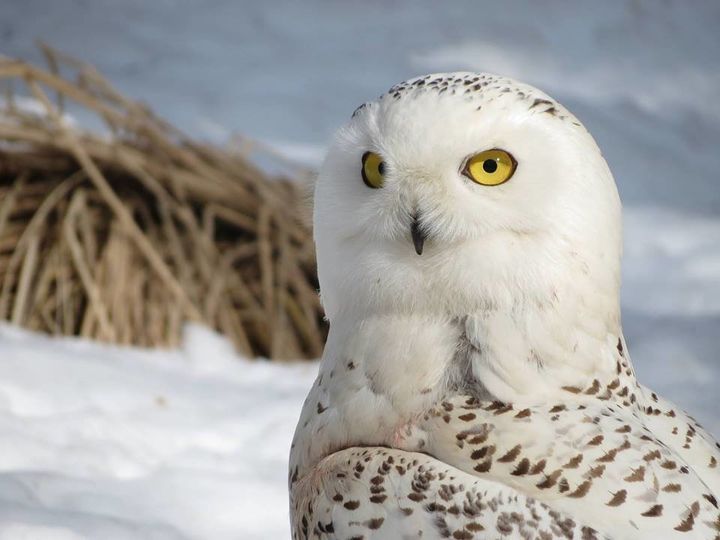 A snowy owl at Back to the Wild wildlife sanctuary in Castalia, Ohio.