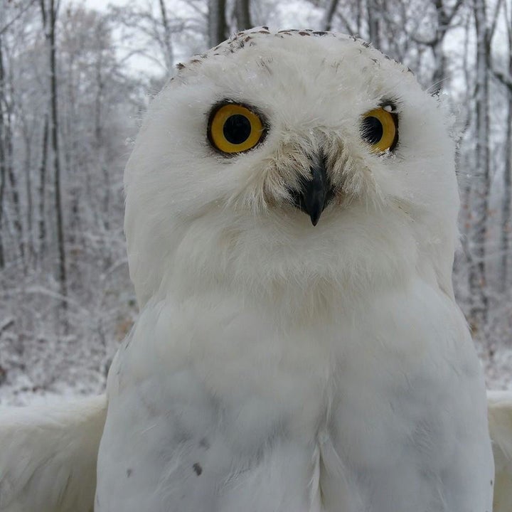 A snowy owl at Back to the Wild in Castalia, Ohio.