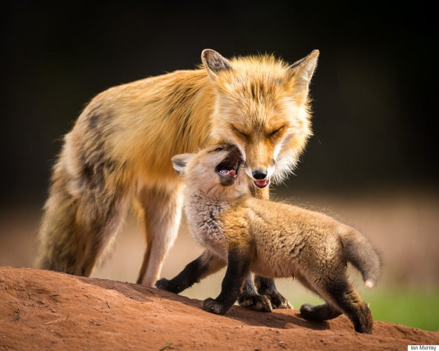 This Adorable Baby Fox Photo Just Won A Major Photography Prize Huffpost