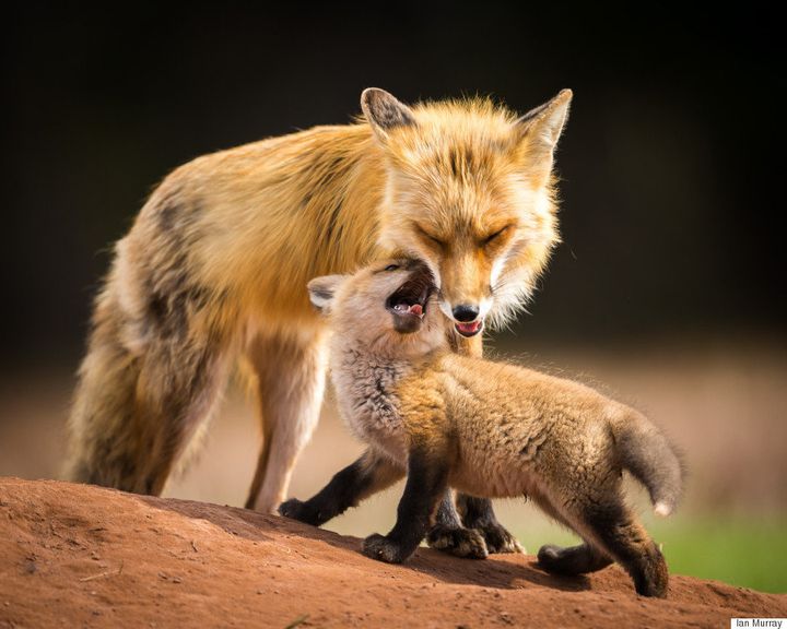 fox babies
