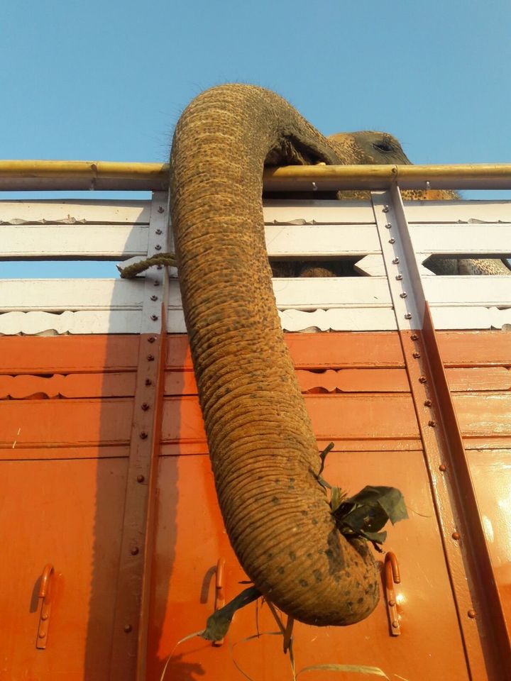 Sita dangles her trunk over the side both to get snacks and to wave at people she passes.