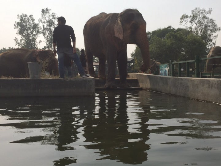 Sita wastes no time taking her first dip in the pool. Although she is now over 50, we believe this was her first time ever getting to swim.