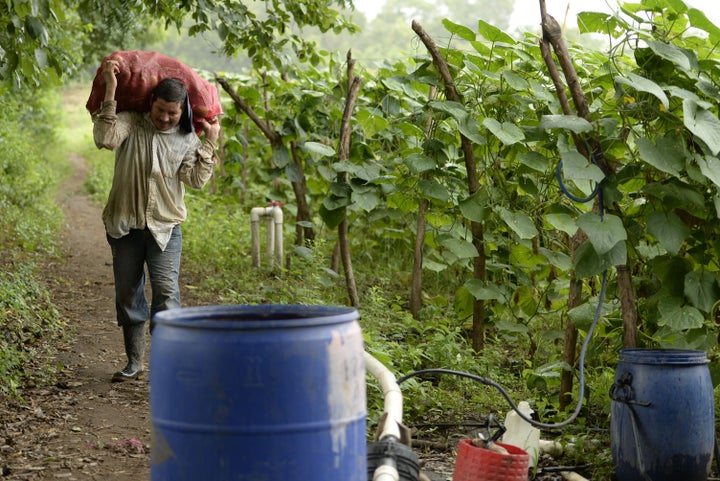 A farmer harvests cucumbers despite a strong drought hitting the eastern region of the country, in Jiquilisco, 100 km south of San Salvador on July 08, 2015. Government authorities estimate that more than 40,000 farmers --mostly maize growers-- have been affected by the drought.