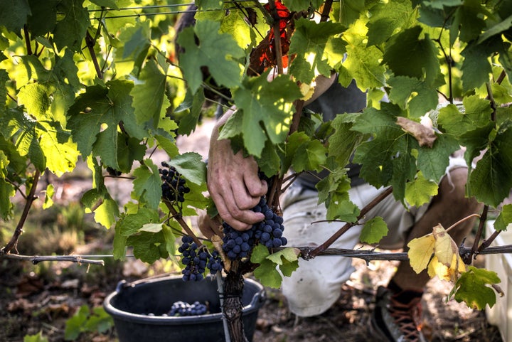 Scientists cut grapes, on Aug. 27, 2015, in Liergues, France, as part of an anti-global warming program aiming to develop solutions for producing wine under appropriate conditions.