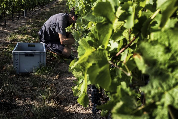 Scientists cut grapes, on Aug. 27, 2015, in Liergues, France, as part of an anti-global warming program aiming to develop solutions for producing wine under appropriate conditions.