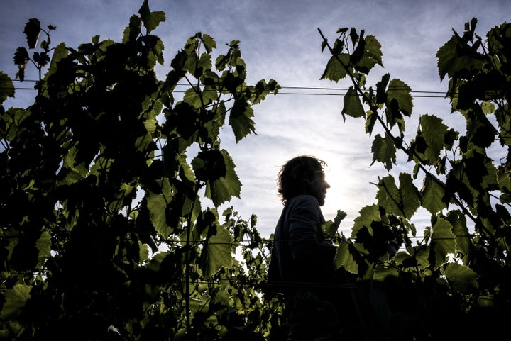 Scientists cut grapes, on Aug. 27, 2015, in Liergues, France.