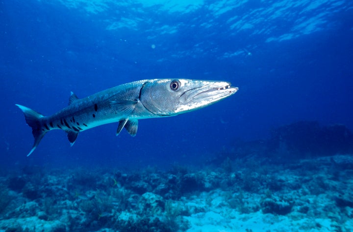 A barracuda pictured near Key Largo, Florida. 